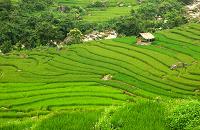 circuits vietnam laos, les rizieres en terrasse et les tribus a sapa