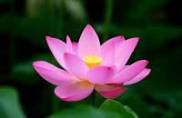 Les incontournables: Vietnam spectaculaire, fleurs lotus