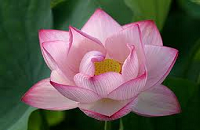 Trek Vietnam à la rencontres des Thais et Muong à Pu Luong, fleur lotus
