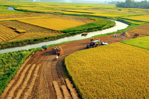 recolte du riz au vietnam