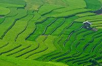 sejours vietnam, decouverte  des rizieres en terrasse a sapa